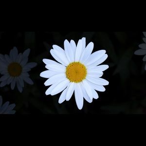 Meet your Posher, Lilly